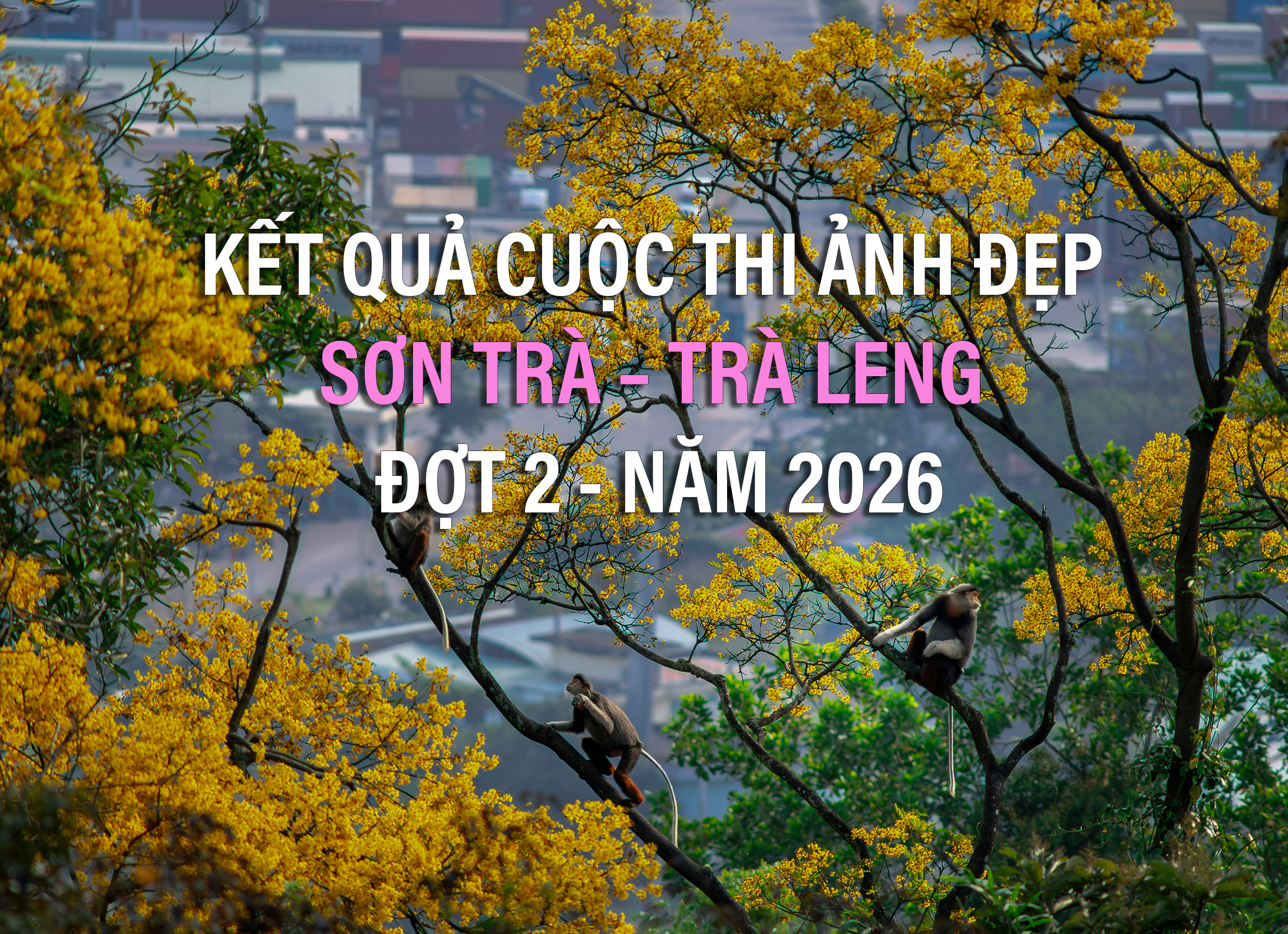 Kết quả cuộc thi ảnh đẹp Sơn Trà - Trà Leng (đợt 2) năm 2026