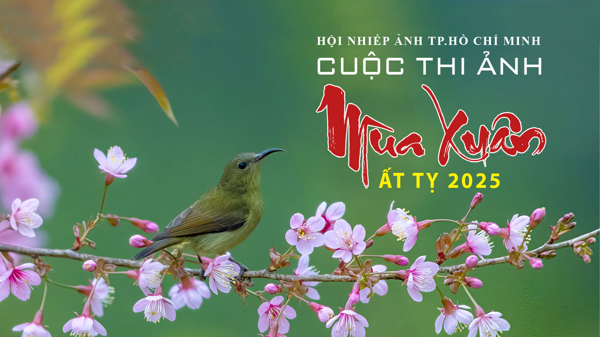 Thi ảnh "Mùa Xuân Ất Tỵ - năm 2025" Hội Nhiếp ảnh TP Hồ Chí Minh - HOPA (hạn cuối nhận ảnh 15/12/2024)